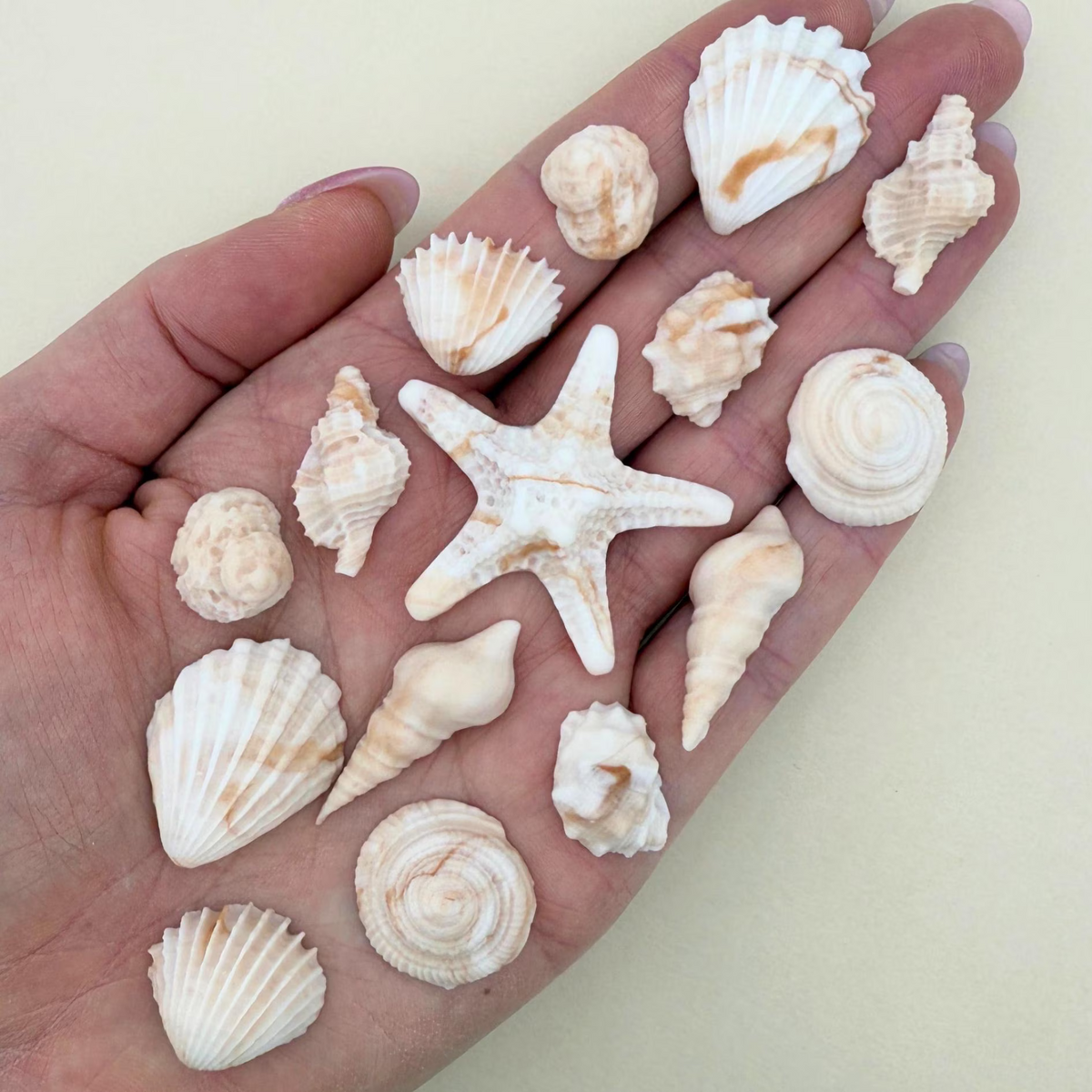 Dye-Free Natural Seashells (15)