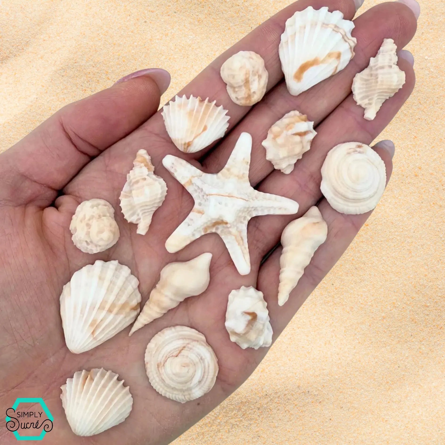 Dye-Free Natural Seashells (15)
